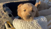 Pinkie, a female Golden Retriever for sale in West Covina, CA – 1 of 1