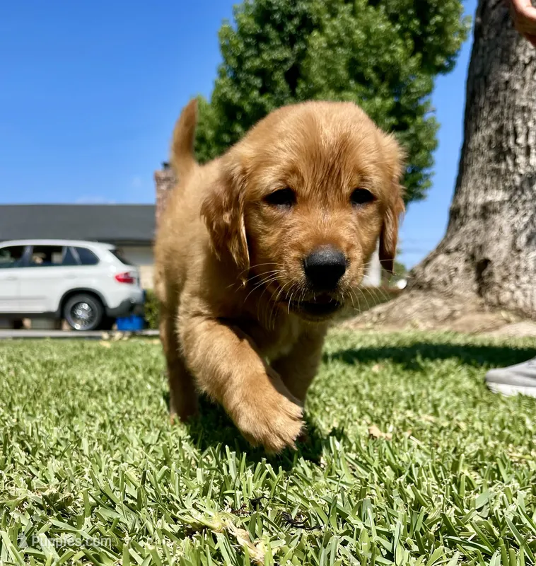 Red – Golden Retriever puppy for sale in West Covina, CA