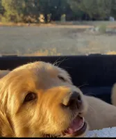 Oliver, a female Golden Retriever for sale in West Covina, CA – 2 of 2