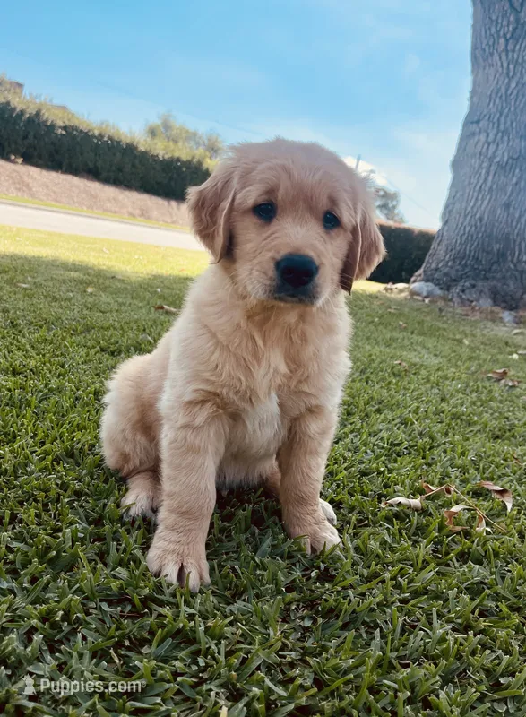 Oliver – Golden Retriever puppy for sale in West Covina, CA