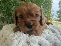 Roco, a male Cavalier King Charles Spaniel for sale in Dora, MO – 2 of 4