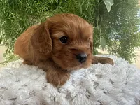 Roco, a male Cavalier King Charles Spaniel for sale in Dora, MO – 4 of 4