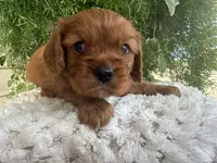 Roco, a male Cavalier King Charles Spaniel for sale in Dora, MO – 3 of 4