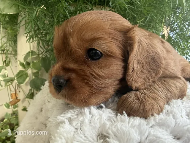 Roco – Cavalier King Charles Spaniel puppy for sale in Dora, MO