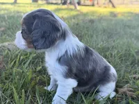 Candy, a female Cavalier King Charles Spaniel for sale in Dora, MO – 3 of 3
