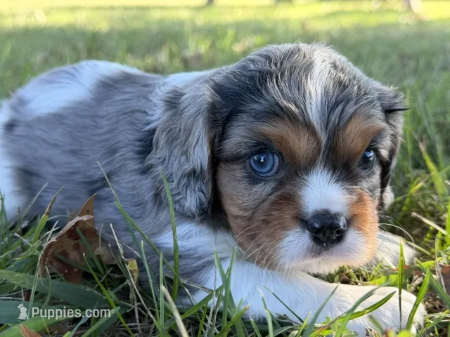 Cora – Cavalier King Charles Spaniel puppy for sale in Dora, MO