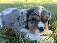 Cora, a female Cavalier King Charles Spaniel for sale in Dora, MO – 1 of 3