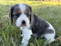 Candy, a female Cavalier King Charles Spaniel for sale in Dora, MO – 1 of 3