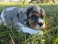 Cora, a female Cavalier King Charles Spaniel for sale in Dora, MO – 3 of 3