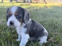 Candy, a female Cavalier King Charles Spaniel for sale in Dora, MO – 2 of 3