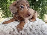 Lexi, a female Miniature Dachshund for sale in Dora, MO – 2 of 3