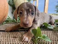 Lexi, a female Miniature Dachshund for sale in Dora, MO – 3 of 3