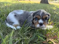 Cora, a female Cavalier King Charles Spaniel for sale in Dora, MO – 2 of 3