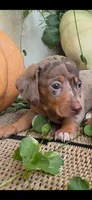 Lexi, a female Miniature Dachshund for sale in Dora, MO – 1 of 3