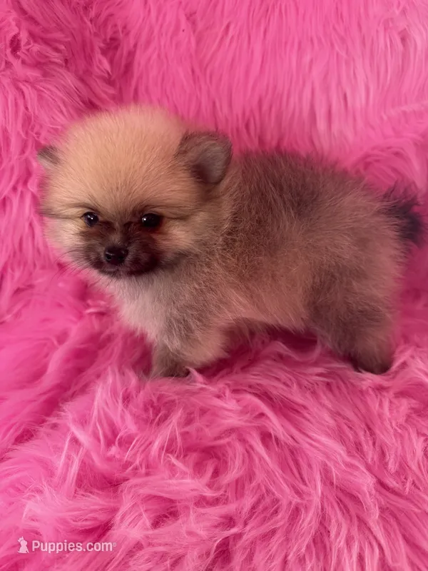 Lotso  – Pomeranian puppy for sale in Pueblo, CO