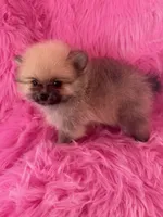 Lotso , a male Pomeranian for sale in Pueblo, CO – 1 of 5