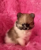 Grumpy , a male Pomeranian for sale in Pueblo, CO – 2 of 5