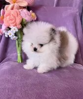 Elsa , a female Pomeranian for sale in Pueblo, CO – Photo 3 of 4