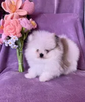 Elsa , a female Pomeranian for sale in Pueblo, CO – Photo 1 of 4