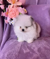 Elsa , a female Pomeranian for sale in Pueblo, CO – Photo 2 of 4