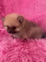 Lotso , a male Pomeranian for sale in Pueblo, CO – 4 of 5