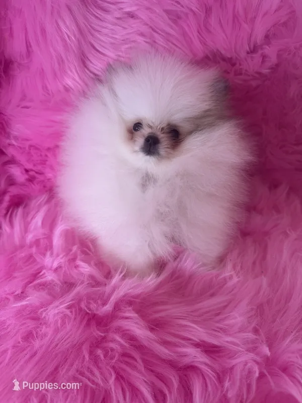Elsa  – Pomeranian puppy for sale in Pueblo, CO