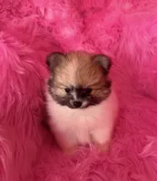 Grumpy , a male Pomeranian for sale in Pueblo, CO – 3 of 5