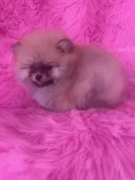Woody , a male Pomeranian for sale in Pueblo, CO – 4 of 5