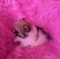 Grumpy , a male Pomeranian for sale in Pueblo, CO – 4 of 5
