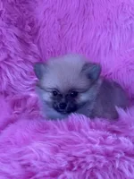 Lotso , a male Pomeranian for sale in Pueblo, CO – 2 of 5