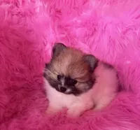 Grumpy , a male Pomeranian for sale in Pueblo, CO – 5 of 5