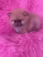 Woody , a male Pomeranian for sale in Pueblo, CO – 2 of 5