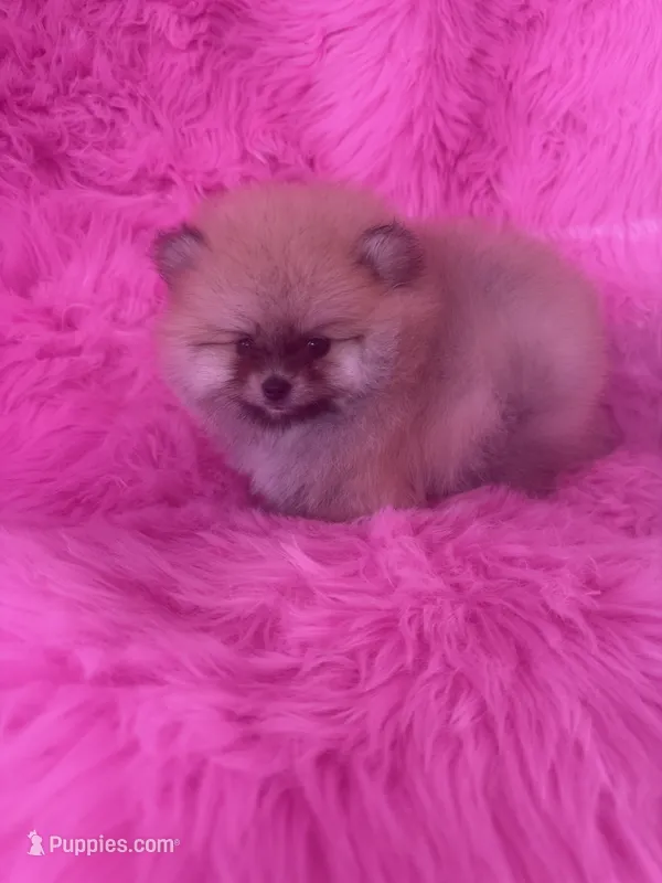 Woody  – Pomeranian puppy for sale in Pueblo, CO