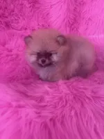 Woody , a male Pomeranian for sale in Pueblo, CO – 1 of 5