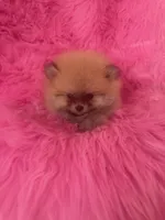 Woody , a male Pomeranian for sale in Pueblo, CO – 3 of 5
