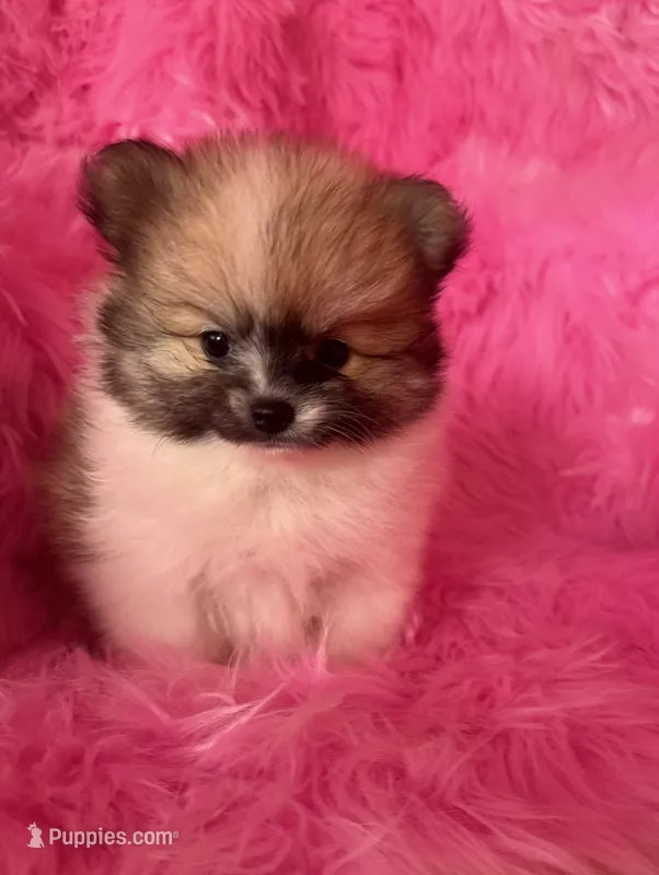 Grumpy  – Pomeranian puppy for sale in Pueblo, CO