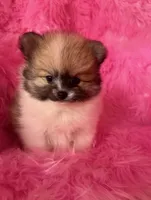 Grumpy , a male Pomeranian for sale in Pueblo, CO – 1 of 5