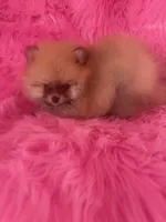 Woody , a male Pomeranian for sale in Pueblo, CO – 5 of 5
