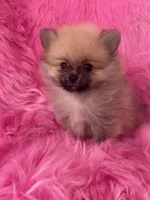 Lotso , a male Pomeranian for sale in Pueblo, CO – 3 of 5