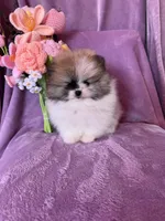 Olaf, a male Pomeranian for sale in Pueblo, CO – Photo 3 of 5