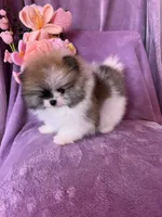 Olaf, a male Pomeranian for sale in Pueblo, CO – Photo 1 of 5