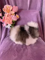 Olaf, a male Pomeranian for sale in Pueblo, CO – Photo 5 of 5