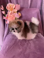 Olaf, a male Pomeranian for sale in Pueblo, CO – Photo 4 of 5