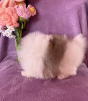 Elsa , a female Pomeranian for sale in Pueblo, CO – Photo 4 of 4