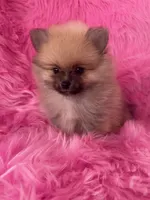 Lotso , a male Pomeranian for sale in Pueblo, CO – 5 of 5