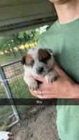 Boy 1, a male Australian Cattle Dog for sale in North, SC – 1 of 3