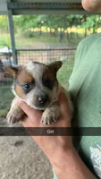 Girl 1, a female Australian Cattle Dog for sale in North, SC – 1 of 3