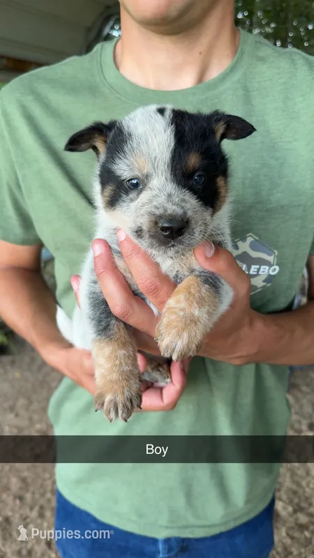 Boy #3 – Australian Cattle Dog puppy for sale in North, SC