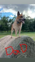 Boy 1, a male Australian Cattle Dog for sale in North, SC – 2 of 3