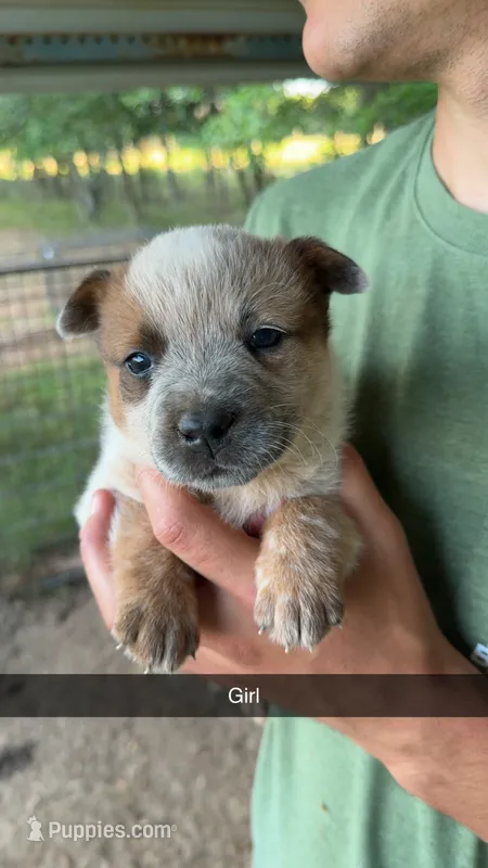 Girl 2 – Australian Cattle Dog puppy for sale in North, SC